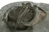 Detailed Scotoharpes Trilobite - Boudib, Morocco #344459-4
